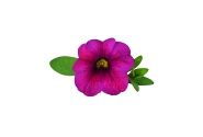Calibrachoa hybrida Unique Magenta