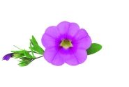 Calibrachoa hybrida Unique Hot Pink 2024