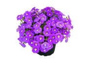 Calibrachoa hybrida Unique Hot Pink 2024