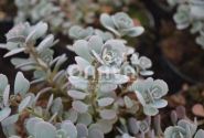 Sedum cauticolum Rocky