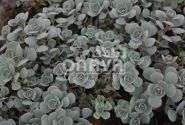 Sedum cauticolum Rocky