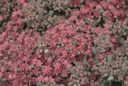 Sedum cauticolum Rocky