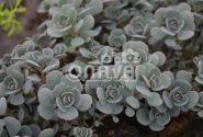 Sedum cauticolum Rocky