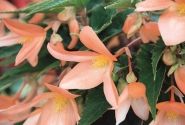 Begonia hybrida Summerwings Apricot Improved