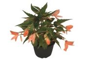 Begonia hybrida Summerwings Apricot Improved