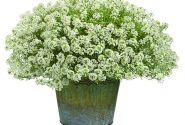 Lobularia maritima Primavera Princess