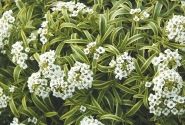 Lobularia maritima Primavera Princess