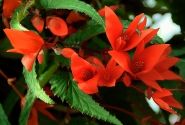 Begonia hybrida Summerwings Orange