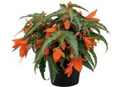 Begonia hybrida Summerwings Orange