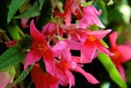 Begonia hybrida Summerwings Rose