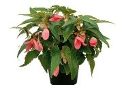 Begonia hybrida Summerwings Rose