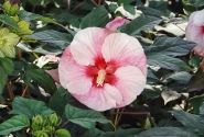 Hibiscus moscheutos Summerific Perfect Storm