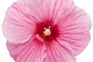 Hibiscus moscheutos Summerific Perfect Storm