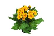 Primula polyantha Primel Spring Bouquet Goldgelb