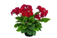 Primula polyantha Primel Spring Bouquet Orangerot