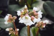 Bergenia cordifolia Schneekristall