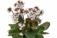 Bergenia cordifolia Schneekristall