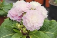 Primula Belarina Pink Ice