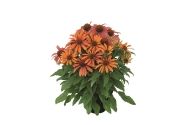 Echinacea purpurea Conetto Orange