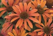 Echinacea purpurea Conetto Orange