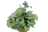Brunnera macrophylla Jack Frost