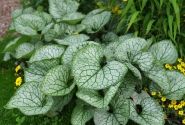 Brunnera macrophylla Jack Frost