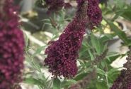 Buddleja hybrida Buzz Wine