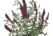 Buddleja hybrida Buzz Wine