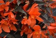 Begonia hybrida Summerwings Orange Elegance