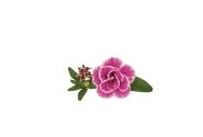 Calibrachoa hybrida Superbells Sweet Love