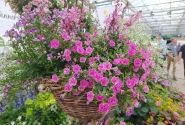 Calibrachoa hybrida Superbells Sweet Love
