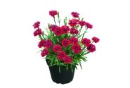 Dianthus hybridus Merci Fleuri