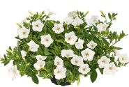Petunia atkinsiana Mini Vista White