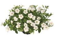 Petunia atkinsiana Mini Vista White