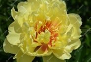 Paeonia intersectional Bartzella 3/5