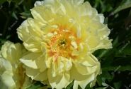Paeonia intersectional Bartzella 3/5