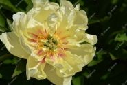 Paeonia intersectional Canary Brilliants 5/+