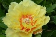 Paeonia intersectional Garden Treasure 5/+
