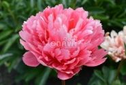 Paeonia hybride Lorelei 3/5