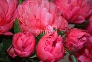 Paeonia hybride Lorelei 3/5
