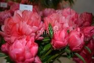Paeonia hybride Lorelei 3/5