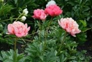 Paeonia hybride Lorelei 3/5