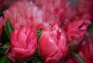 Paeonia hybride Lorelei 3/5