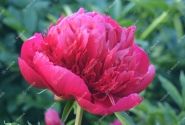 Paeonia hybride Many Happy Returns 3/5