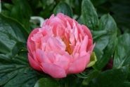 Paeonia hybride Pink Hawaiian Coral 3/5