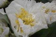 Paeonia hybride Sunny Girl 3/5