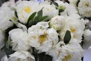 Paeonia hybride Sunny Girl 3/5