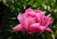 Paeonia hybride Pink Choice 3/5