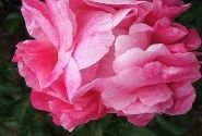 Paeonia hybride Pink Choice 3/5