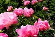 Paeonia hybride Pink Choice 3/5